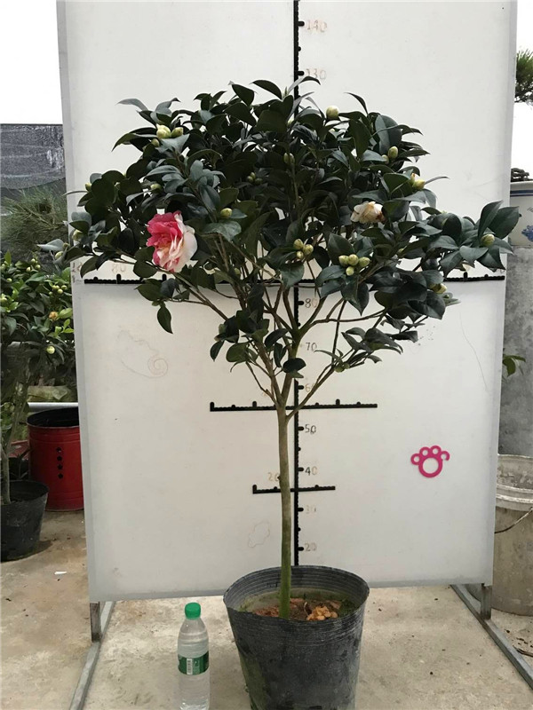 花卉福建建大五宝盆栽树苗五色茶花伊树多色绿植