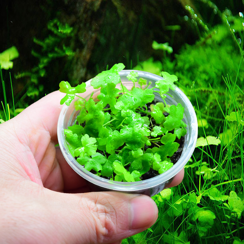 鱼缸造景前景水草迷你爬地珍珠牛毛天湖胡葵叉水草