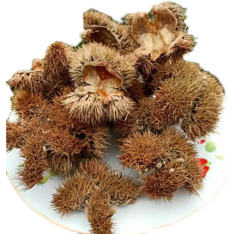迁西正宗板栗刺球刺干栗蓬野生生毛球斗纯干包新鲜板栗