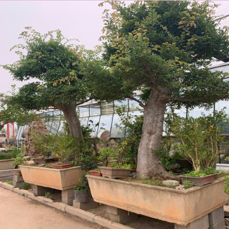 小叶榆树盆景植物绿植造型老桩高提根大型绿植