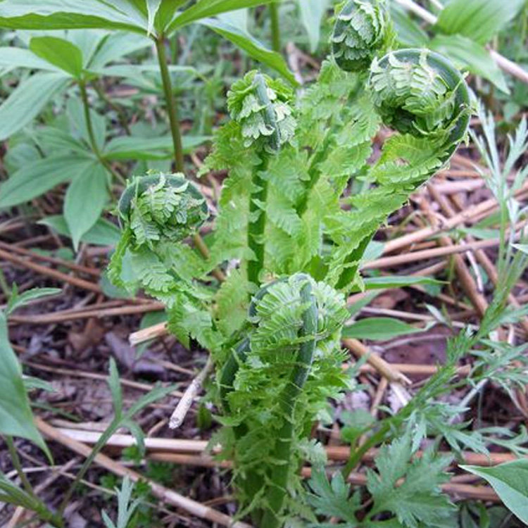 芹菜新鲜西芹5斤包邮 农家自种嫩芯农家青菜 新鲜香芹 新鲜蔬菜洋
