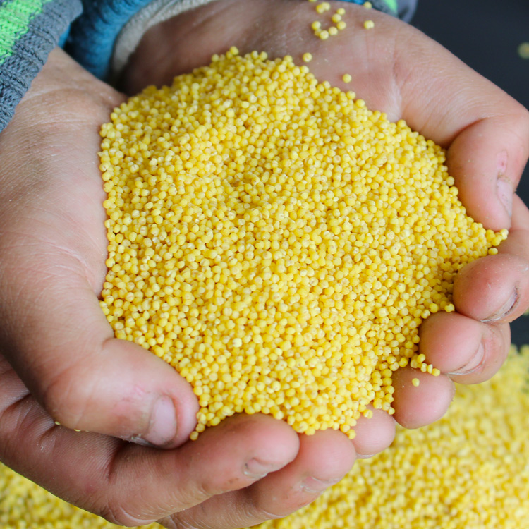 5斤丰宁黄旗小米食用黄旗皇小米小米月子米宝宝米红谷小米包邮