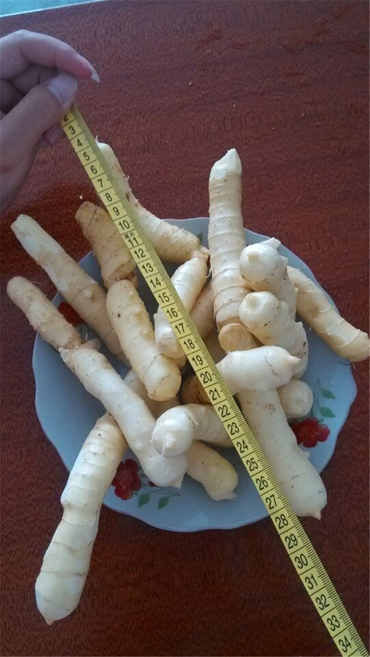 湘玉竹张家界新鲜沙参尾参大玉竹猪屎尾煲汤1斤只发大枝