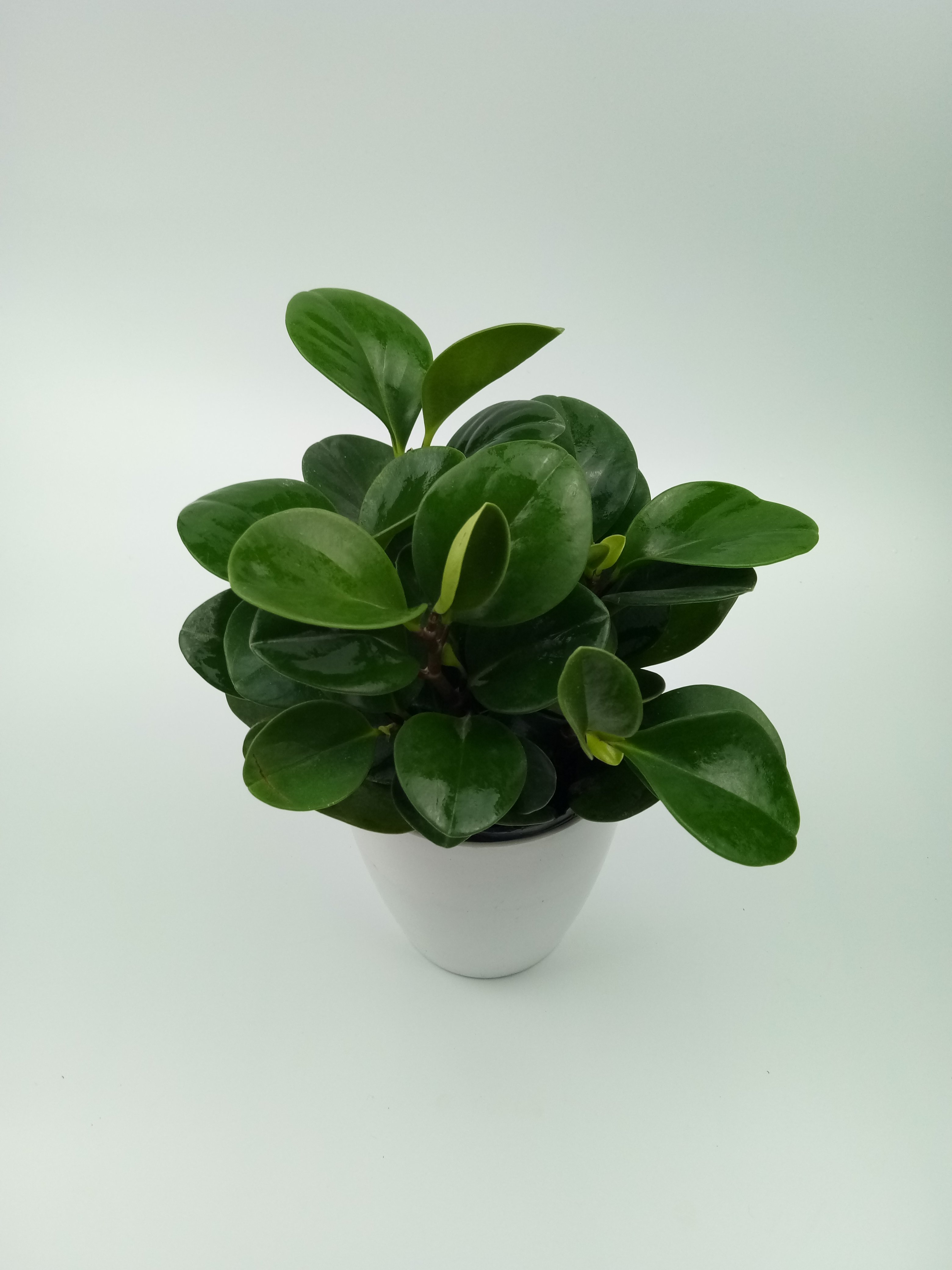 碧玉青叶紫边小型盆栽花卉摆件电脑电脑书书桌时令草本花卉