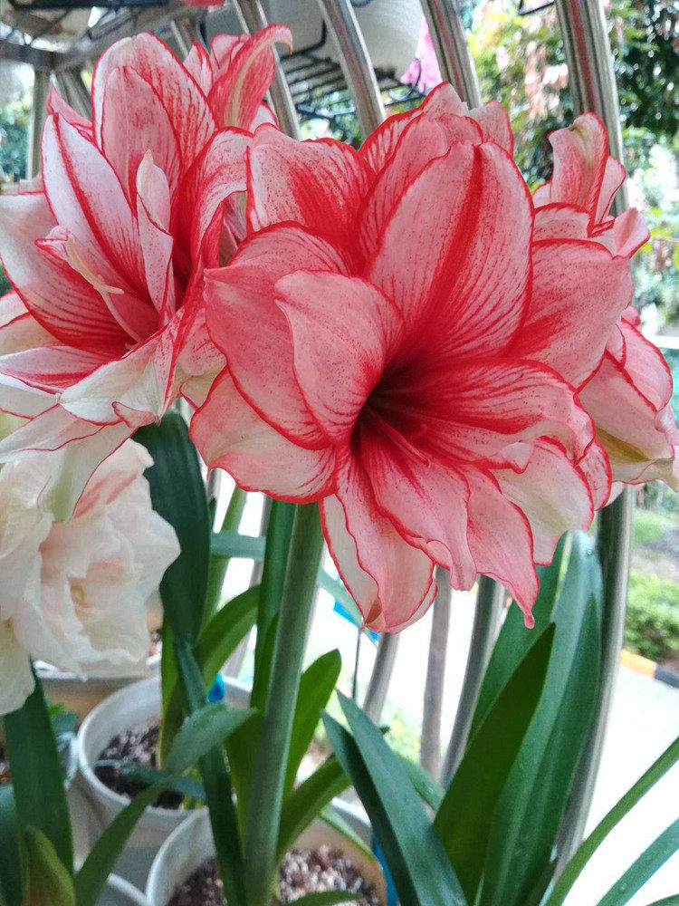 鬼魅朱顶红荷兰进口重瓣朱顶红种大球地栽球根种球