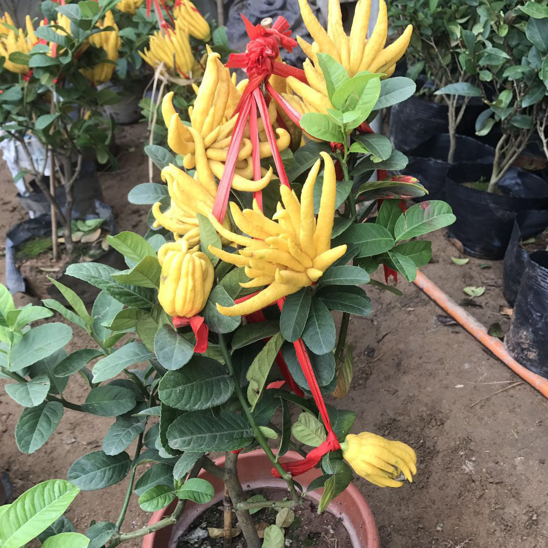 盆栽金佛手地栽观植物千佛手佛手果树树苗带果发货绿植