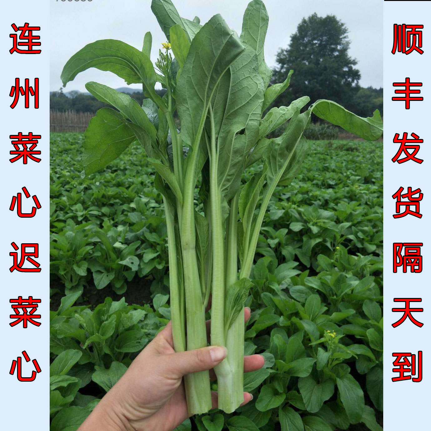 菜干清远连州菜心干农家自晒菜心干脱水蔬菜干货煲汤料500克包邮