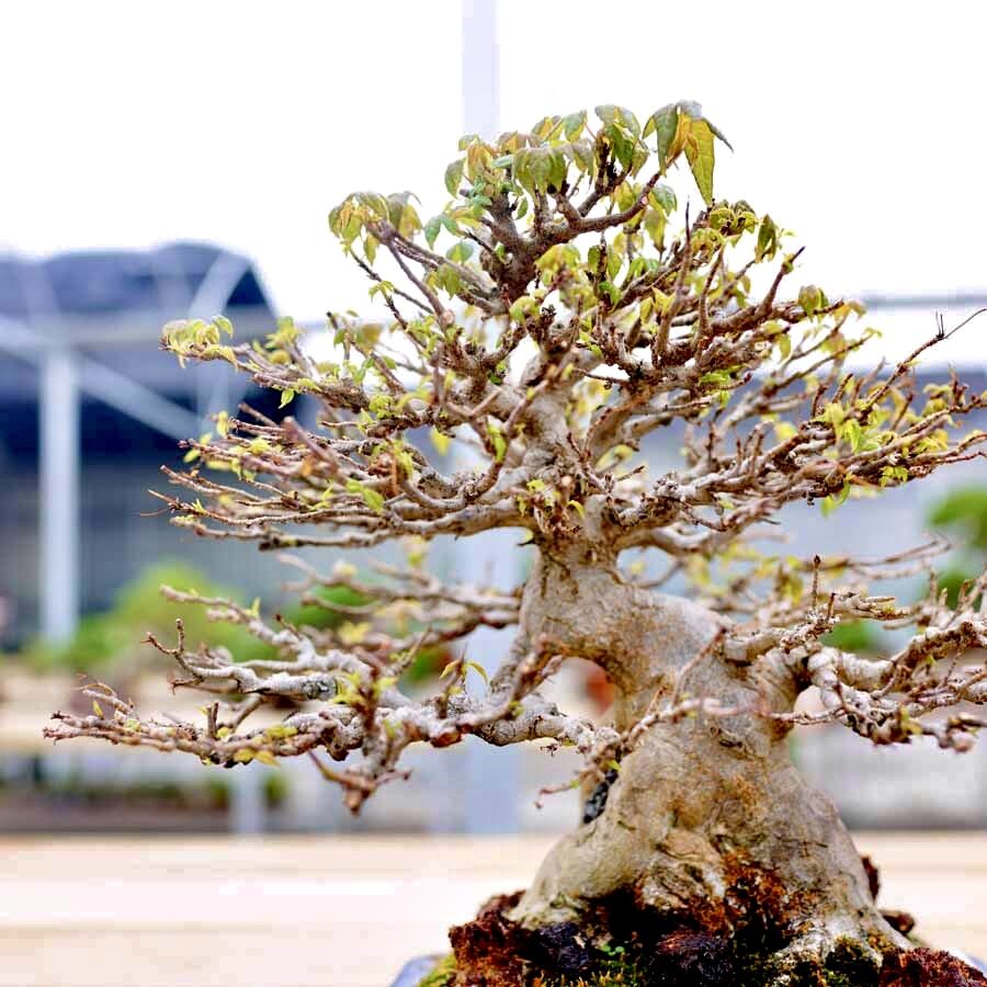 唐枫矮小叶三角盆景绿植植物花卉盆栽室内绿植