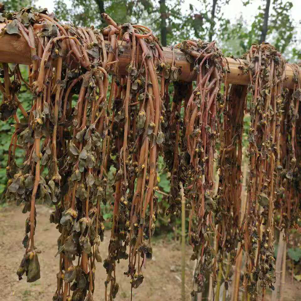 野生新鲜马齿苋干马干干蚂蚁菜马齿觅脱水蔬菜