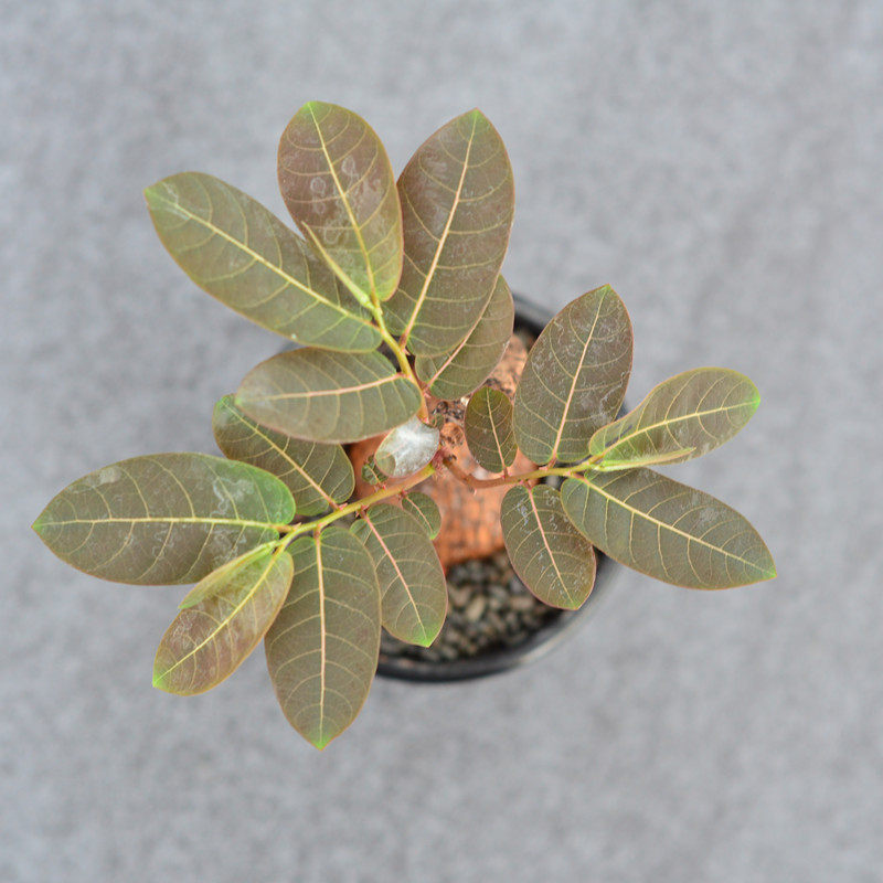 尚野园艺 多肉植物 奇异油柑 一物一拍 奇趣快根绿植盆栽稀有品种