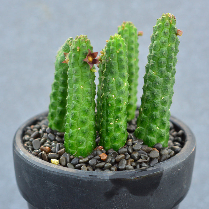 尚野园艺多植物青龙角萝藦科开花迷你奇异多肉多肉植物