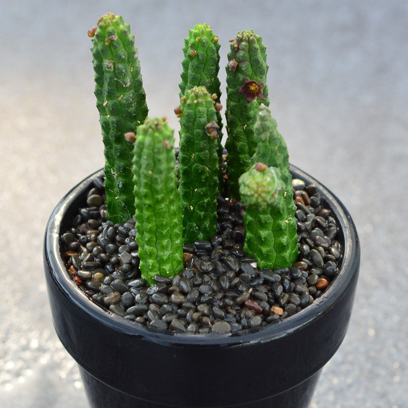 尚野园艺多植物青龙角萝藦科开花迷你奇异多肉多肉植物