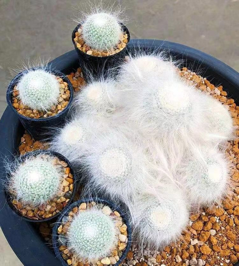 尚野园艺多植物实生正版雪猿玉翁长毛一物一拍多肉植物