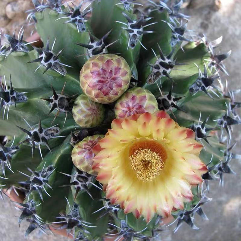 尚野园艺实生短豪刺巨鹫玉强刺球属开花仙人多肉植物