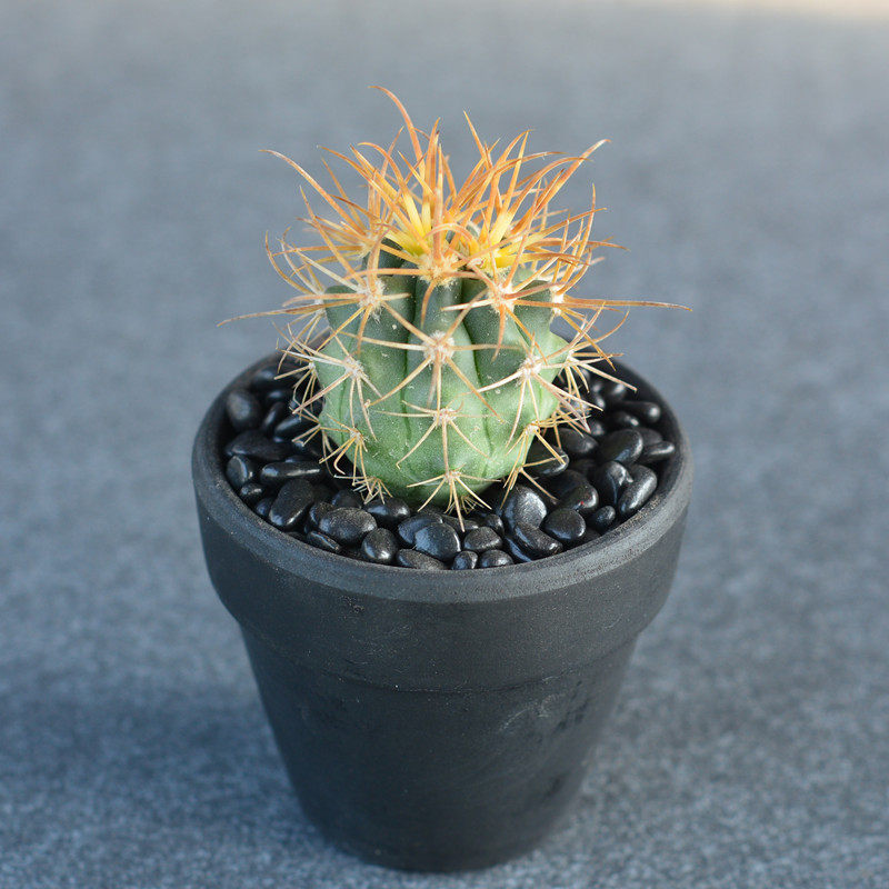 尚野园艺实生金冠一物一拍ferocactuschrysacanthus强刺球属多肉植物