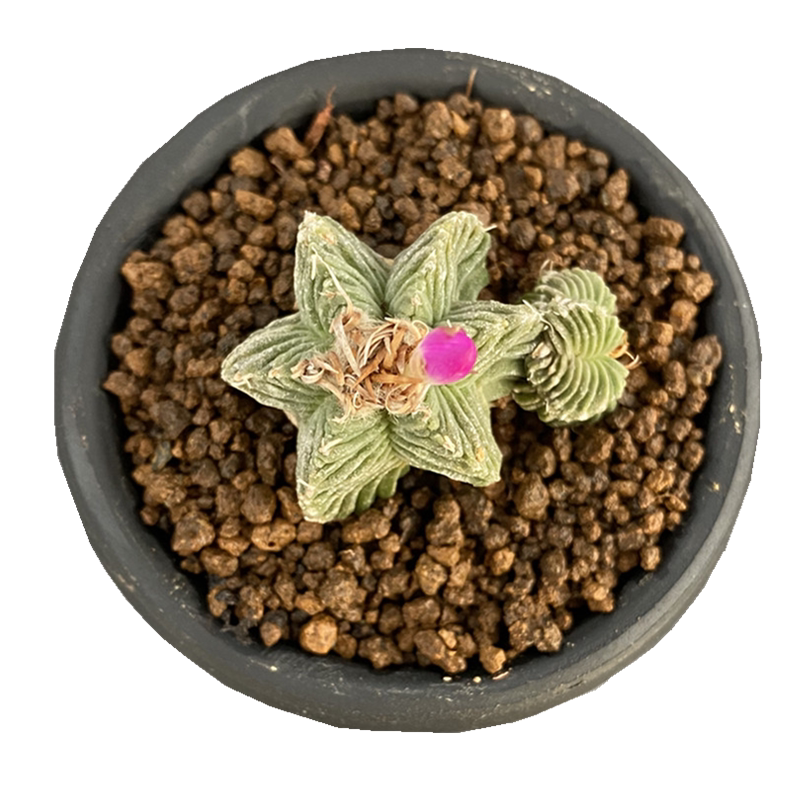 五星尚野园艺红龙星花一物一拍皱棱球属aztekium多肉植物