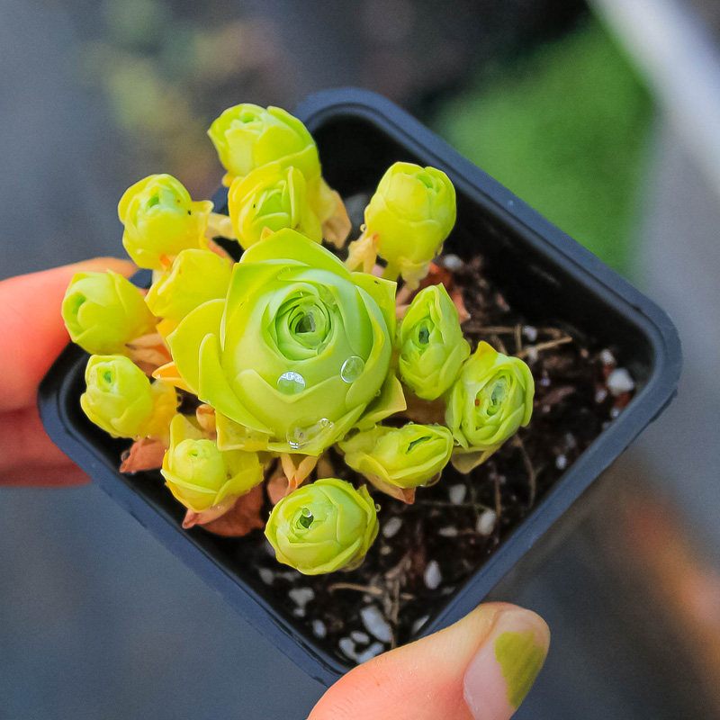 多肉植物山地玫瑰白玉鸡蛋小捧群生风花雪月新手多肉植物