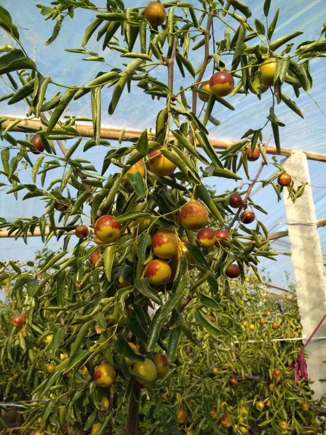 树苗枣树活苗沾化冬枣特大果树南北方庭院院地果树