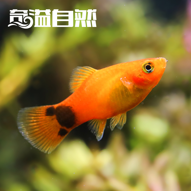 奇溢自然鱼缸宠物活体三色牡丹月光鱼纯种小型热带观赏鱼饲料