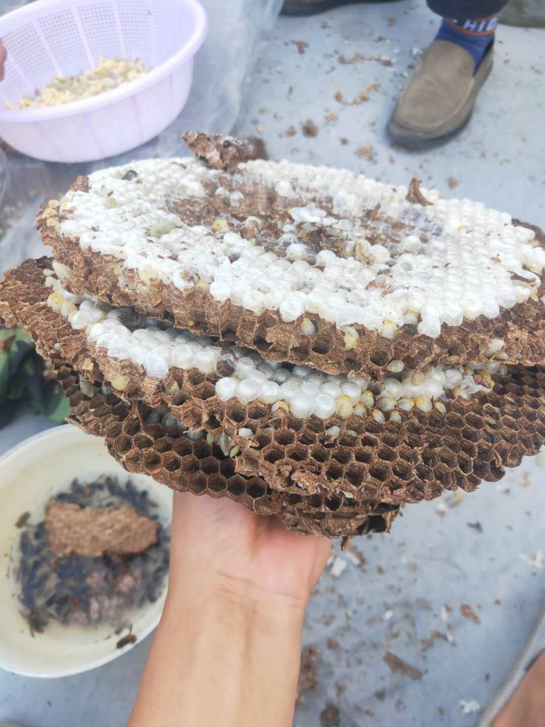 野生马蜂蜂蛹金环虎头峰黑尾蜂纯天然高蛋白幼虫蜂巢新鲜现抓活体