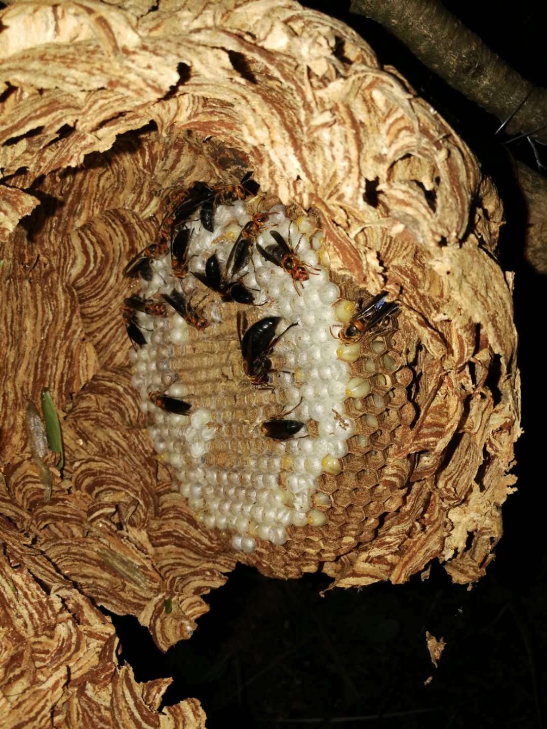 野生马蜂蜂蛹金环虎头峰黑尾蜂纯天然高蛋白幼虫蜂巢新鲜现抓活体