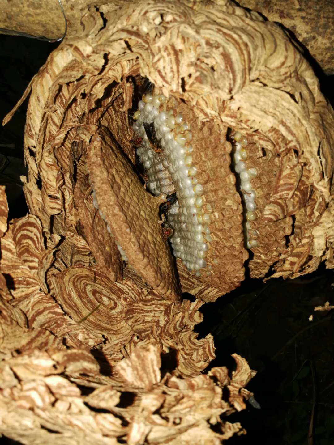 野生马蜂蜂蛹金环虎头峰黑尾蜂纯天然高蛋白幼虫蜂巢新鲜现抓活体