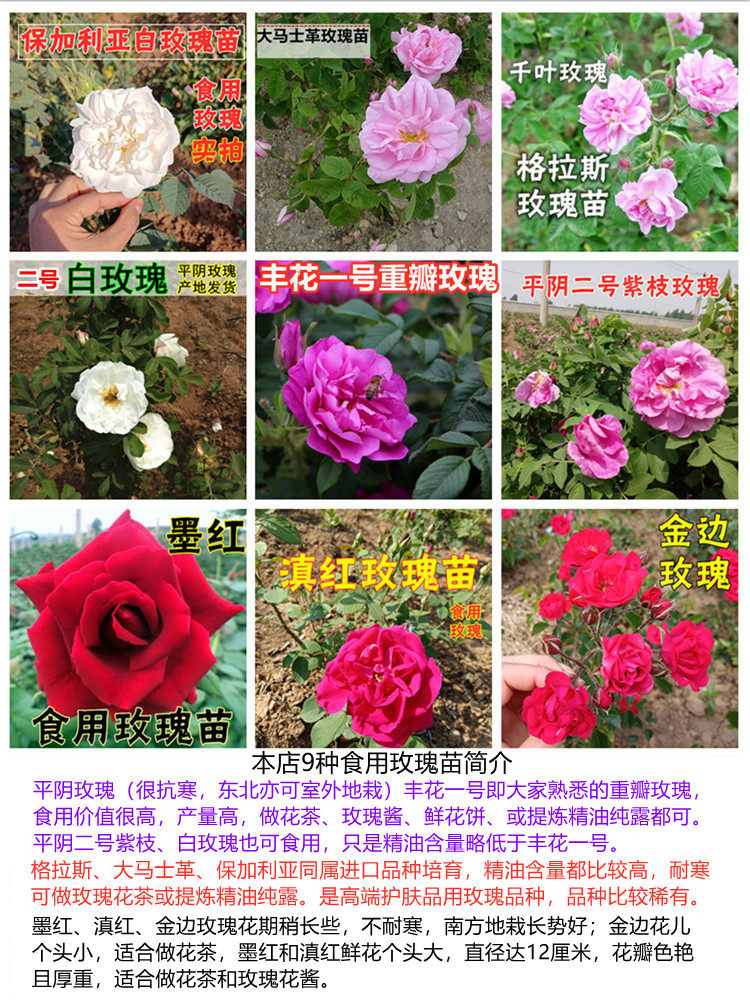 可做花茶可食用玫瑰苗木玫瑰苗树木平阴重瓣红玫瑰丰花一号正宗