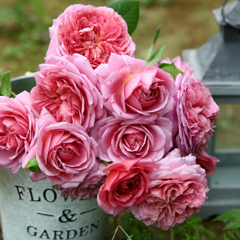 法国礼服月季欧月玫瑰花盆栽花卉庭院花园室外时令草本花卉