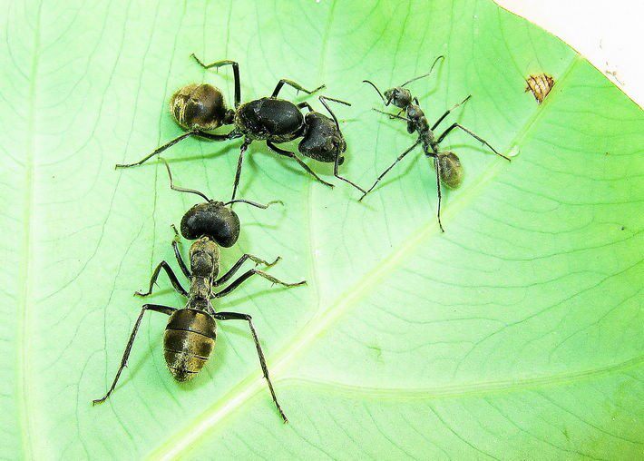 中华弓背camponotuschinensis宠物蚂蚁活体蚂蚁