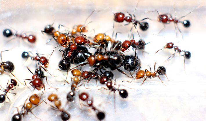 红胸收获宠物蚂蚁活体蚂蚁