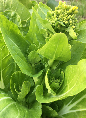 菜苔种类图片