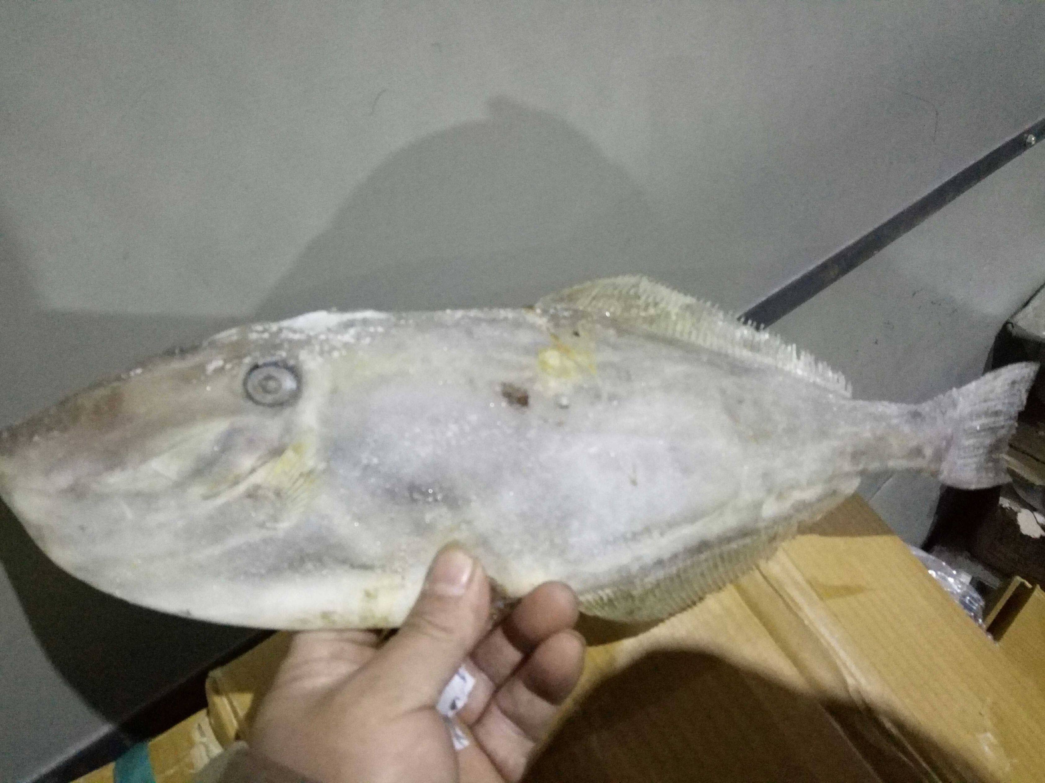 冷冻深海马面鱼扒皮二十一箱500克规格可包其它