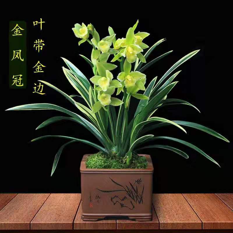 金边鹤艺四季兰建凤凰矮种兰花花苗夏带浓香绿植