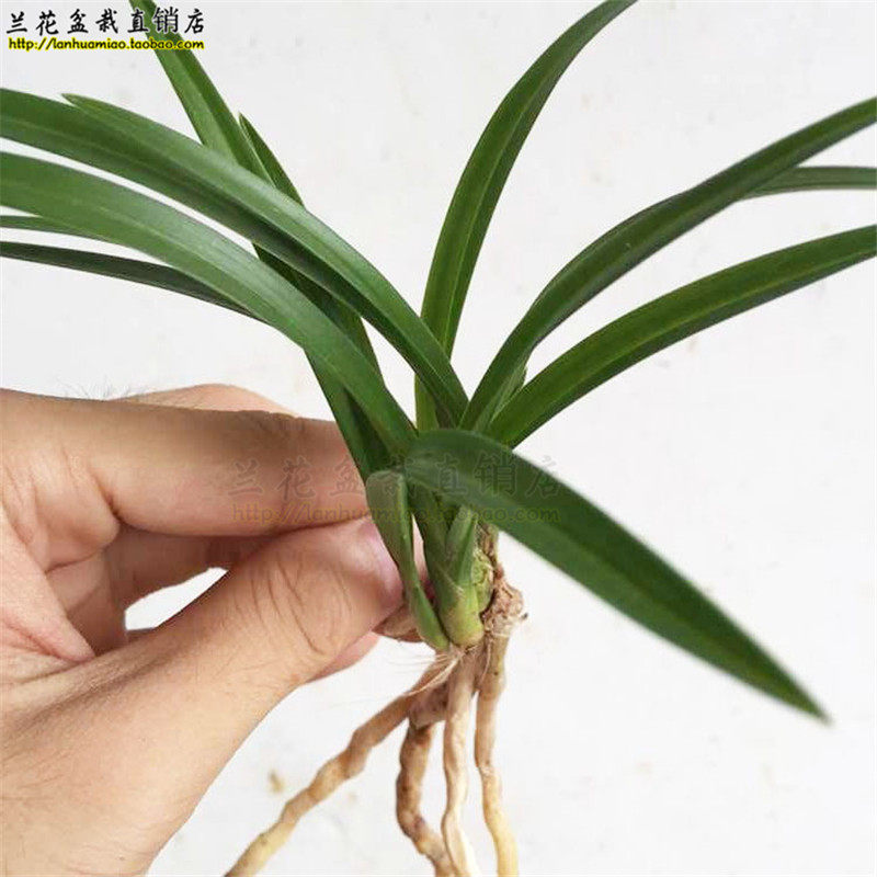 特惠兰花苗 关鸠 珍品春兰名品 冬带浓香花苞 办公室绿植花卉盆栽