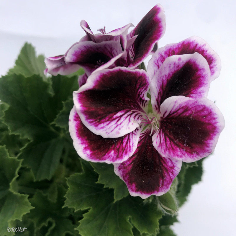 蝴蝶盆栽大花天竺葵天使之四季开花室内庭院时令草本花卉