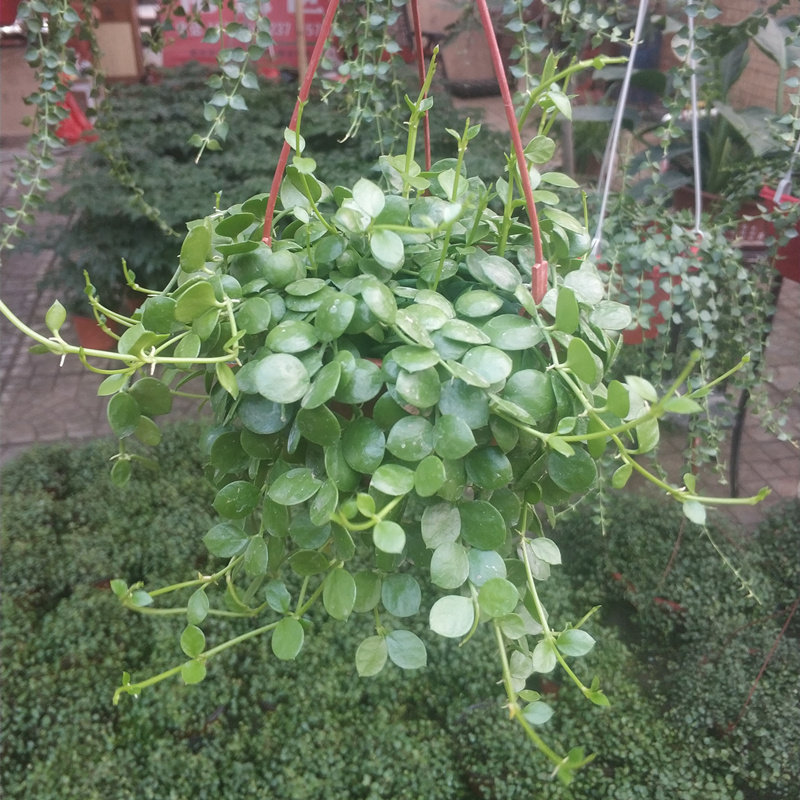 吊兰锦多藤包串钱金钱植物爱之蔓钱多多盆栽花卉绿植