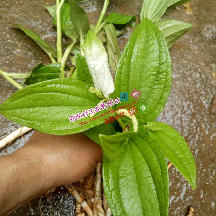 新鲜三白根500克包邮三白草根白莲藕野生草药新鲜三白草