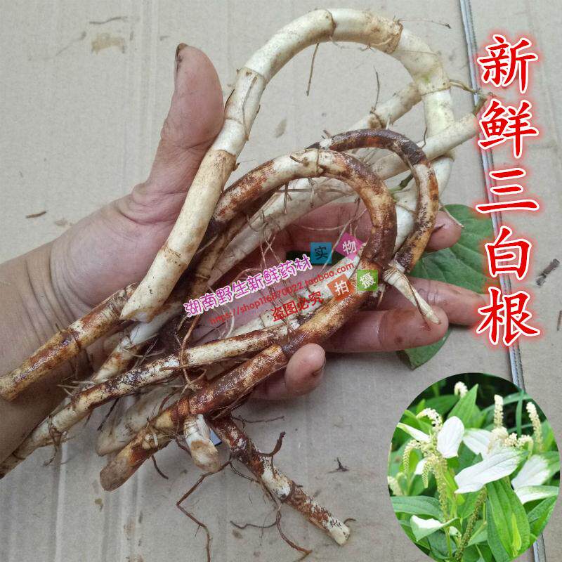 新鲜三白根500克包邮三白草根白莲藕野生草药新鲜三白草