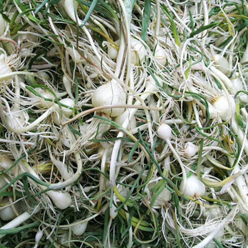 小根东北新鲜野生山野菜菜大脑瓜嘣蹦蒜山500g2其它