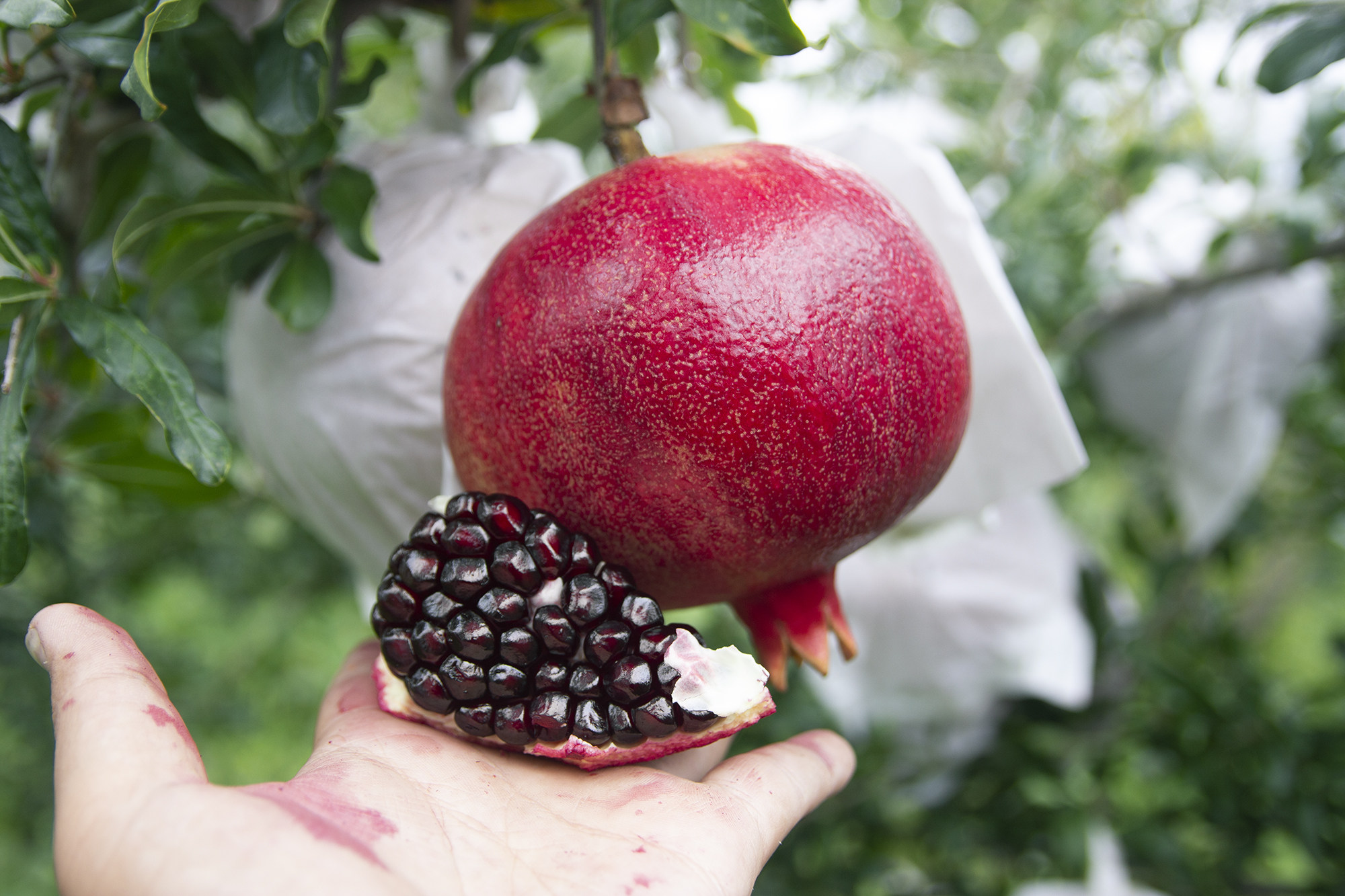 黑籽石榴攀枝花黑珍珠石榴紫美石榴黑籽酸甜石榴5斤包邮孕妇当季