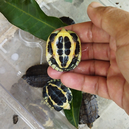 正宗种龟活体观赏钱财镇幼苗石龟苗老越南龟头龟