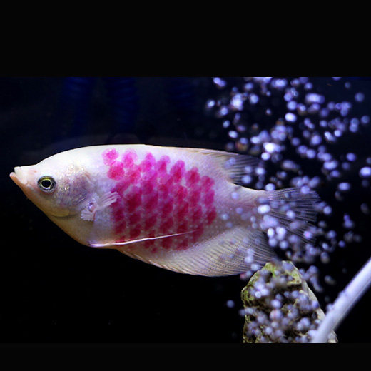 招财战船热带观赏鱼红蓝蓝格子梅花鱼白古代鱼龙鱼