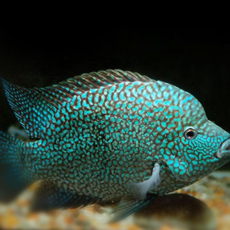 慈鲷南美三湖美食土鲷观赏热带鱼德州豹绿巨人鱼