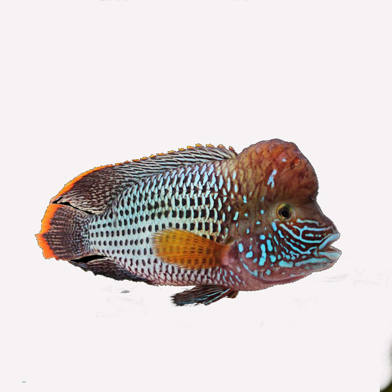 玉面活体皇冠鱼红尾蓝宝石起头皇冠热带观赏鱼财神鱼