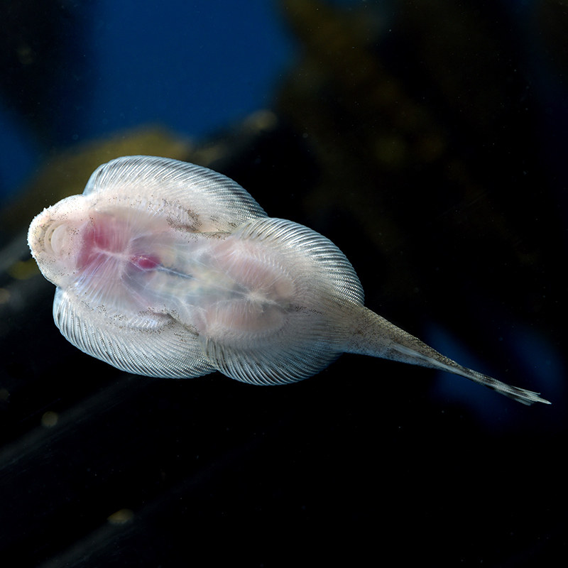 吸盘琵琶清道夫华吸小提琴爬岩藻鱼热带观赏鱼活体鱼