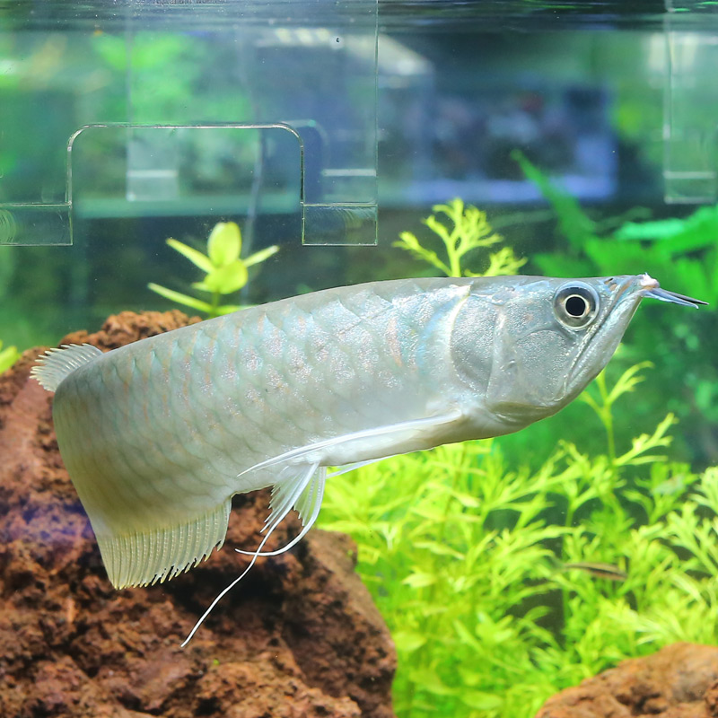 龙鱼银龙活体金龙凶猛猛鱼混养中大型热带鱼淡水鱼鱼