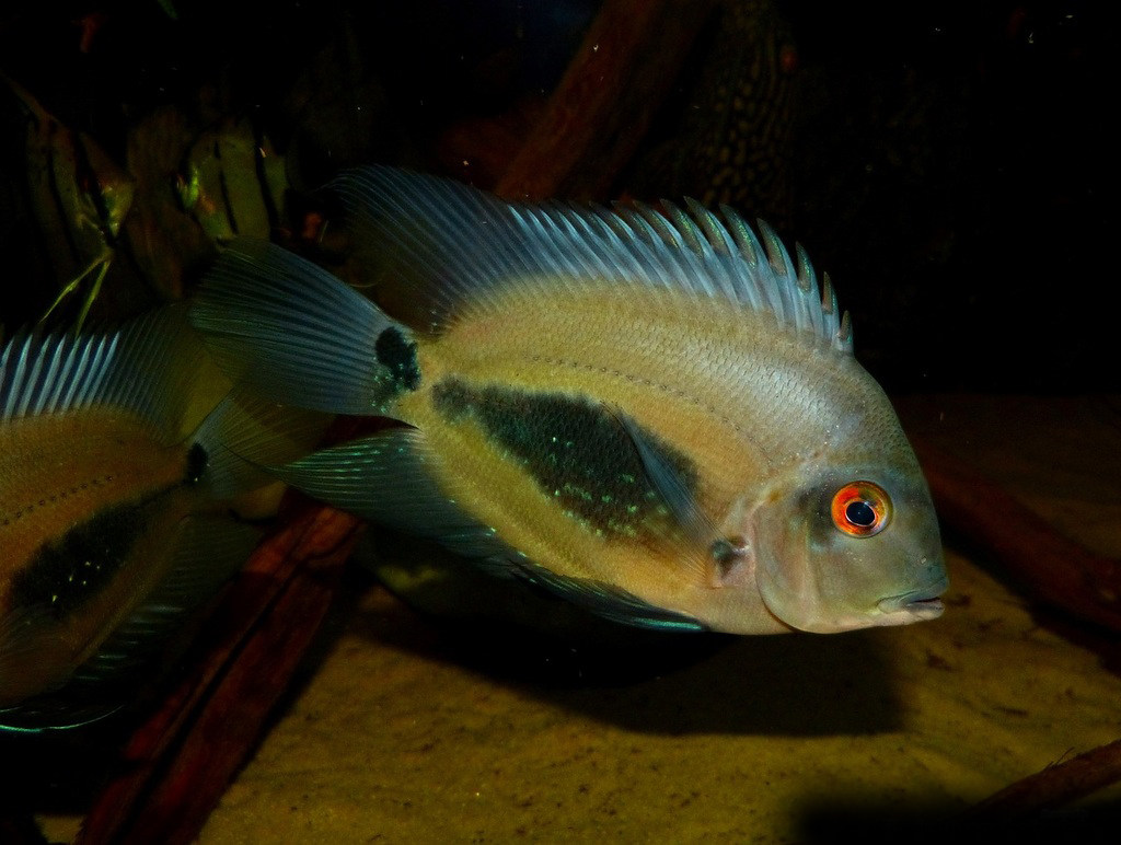 黑色风水鱼热带鱼黑云鱼南美亚马逊慈鲷中大型鱼黑色鱼镇缸鱼