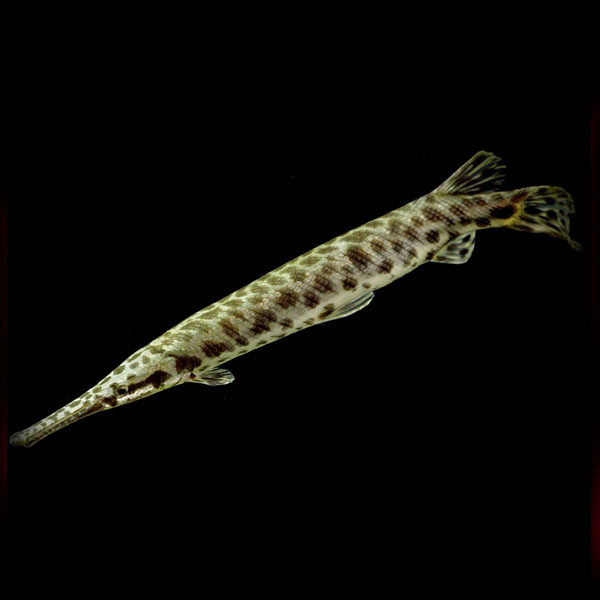 活体福鳄尖嘴鳄鱼雀鳝长嘴火箭热带鱼观赏鱼鱼