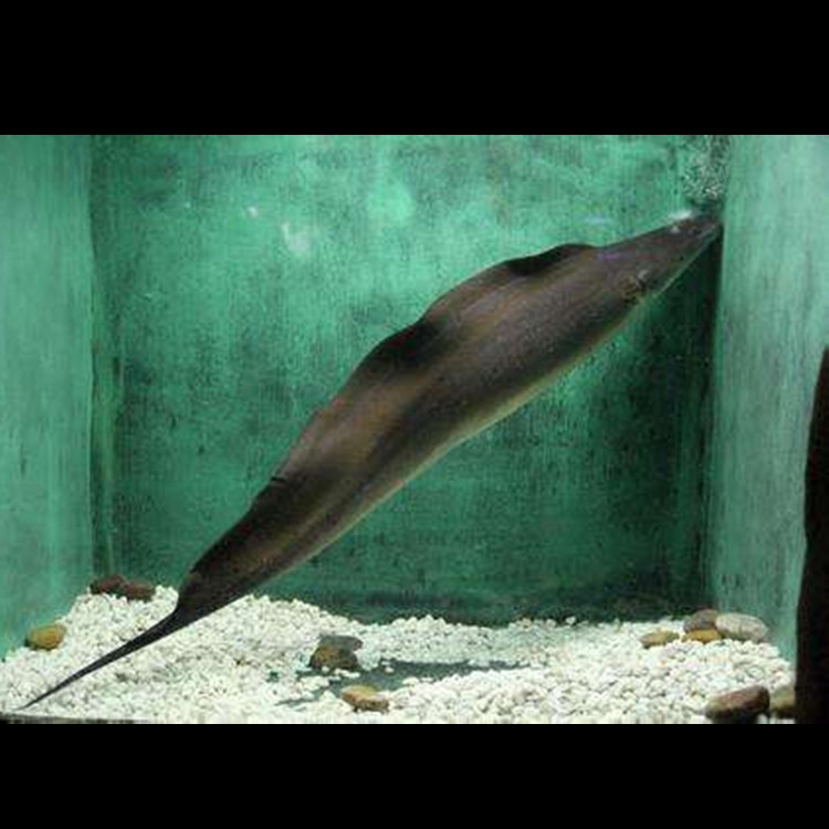 反天刀鱼魔鬼热带观赏鱼尼罗河古代活体鱼