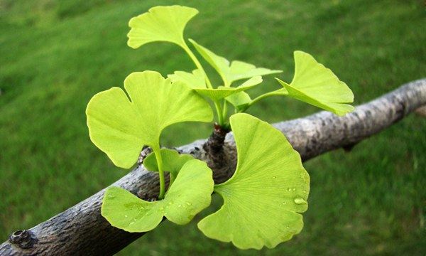 银杏叶茶中药材叶纯纯天然野生正品干货白果同仁堂养生茶